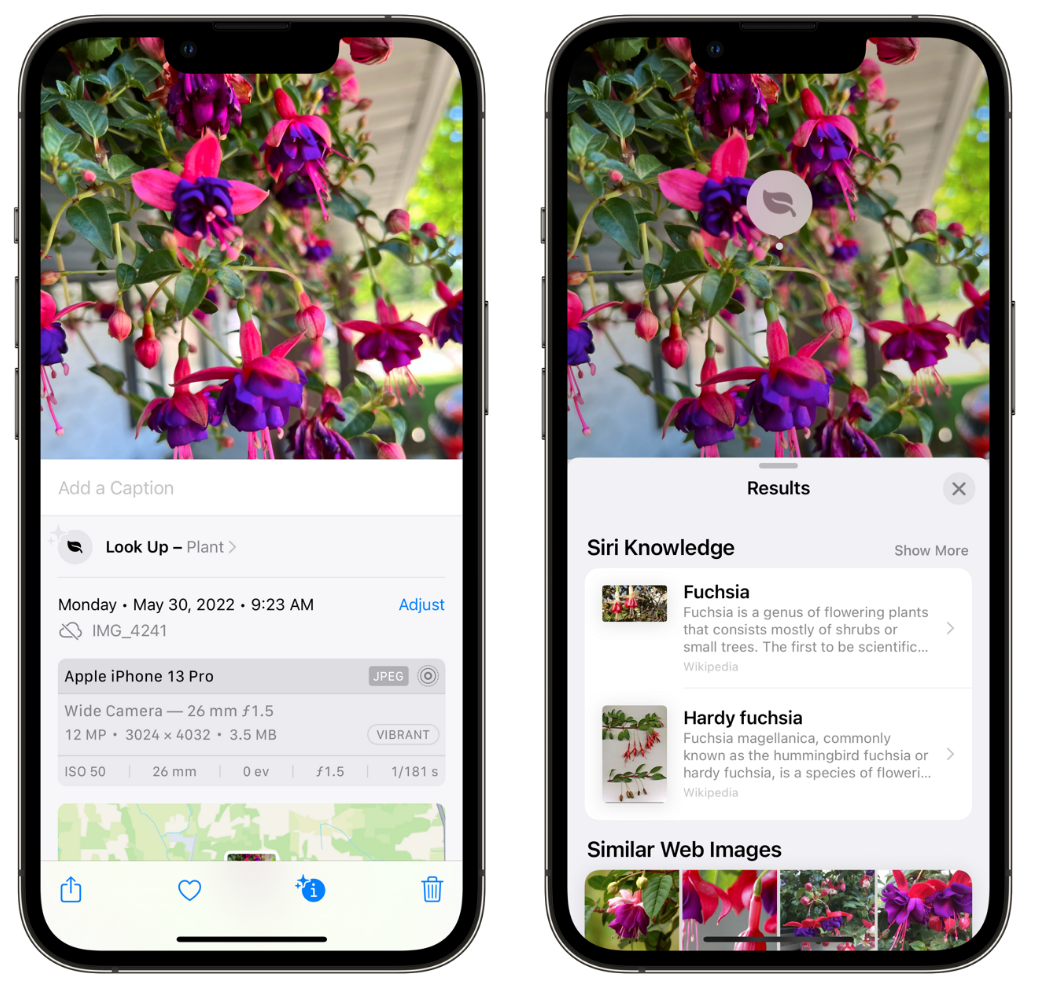 临武苹果手机维修分享小技巧：使用 iPhone 相机识别花卉植物 
